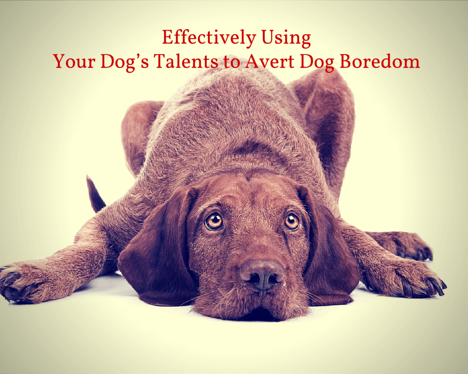 Effectively Using Your Dog's Talents to Avert Dog Boredom – Tether Tug