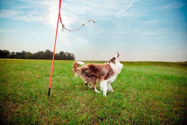 3 Expert Tips For Calming Large High Energy Dogs – Tether Tug