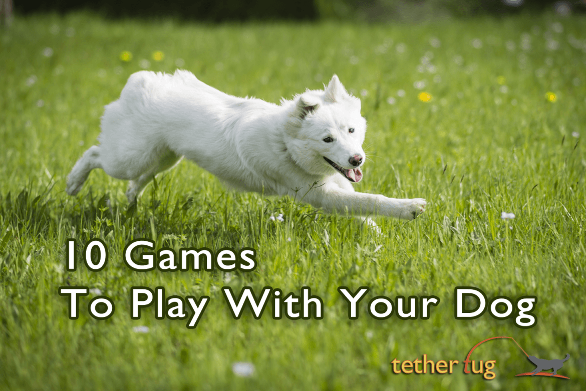 10 Games To Play With Your Dog – Tether Tug
