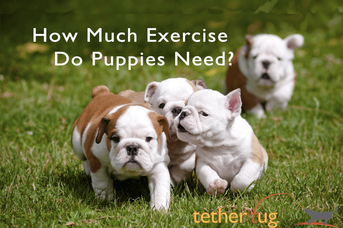 How Much Exercise Do Puppies Need Daily? - Tether Tug
