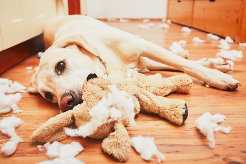 Puppy-proofing Your Home - PAWS