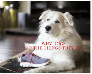 Why Dogs Do the Things They Do - Tether Tug