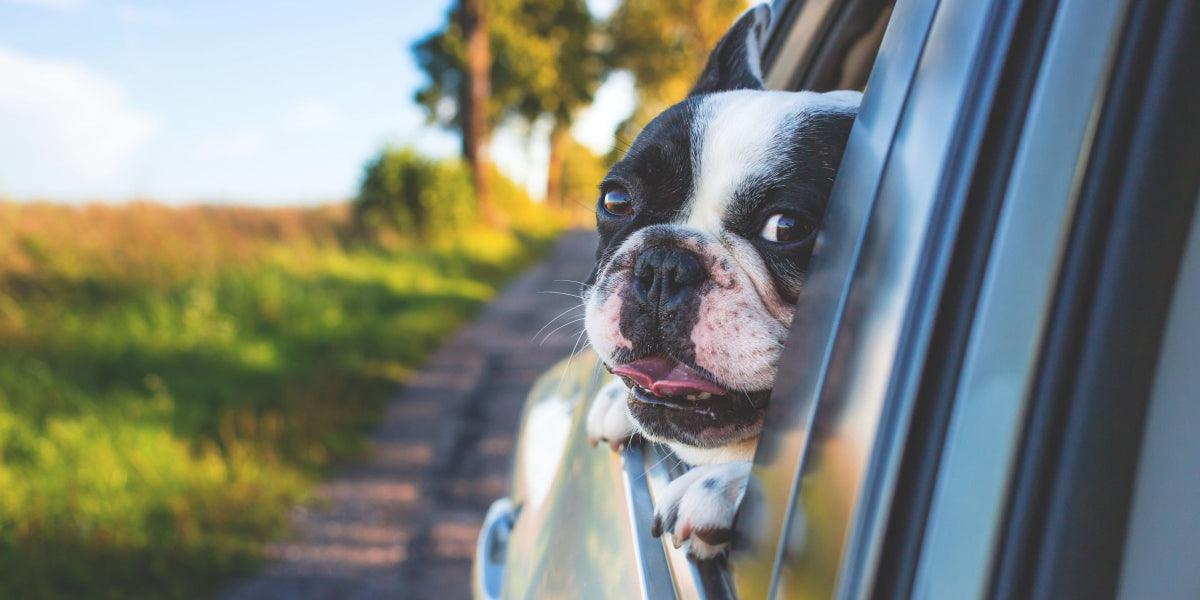 Want to Bring Your Dog Everywhere With You? First, Set Them Up for