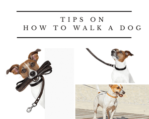Tips on How to Walk a Dog - Tether Tug