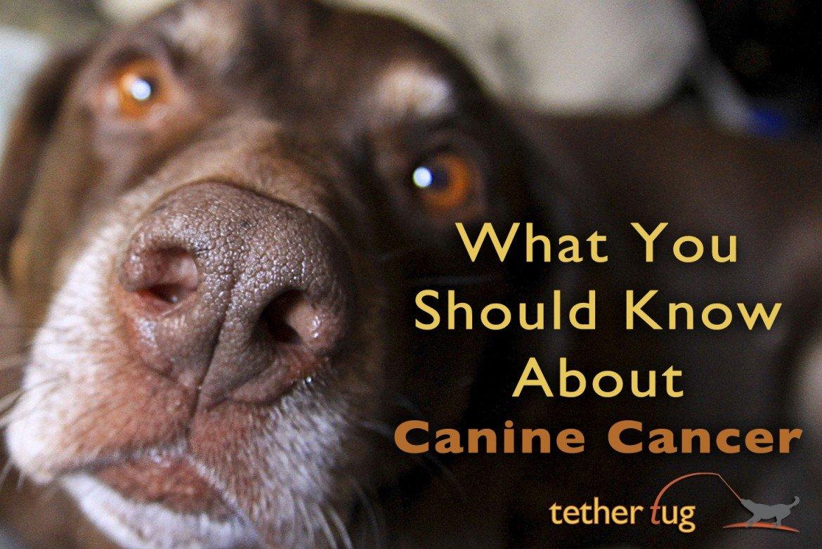 What You Should Know About Canine Cancer - Tether Tug