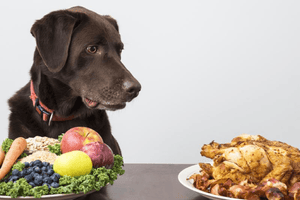 3 Ways You Can Improve Your Dog’s Diet - Tether Tug