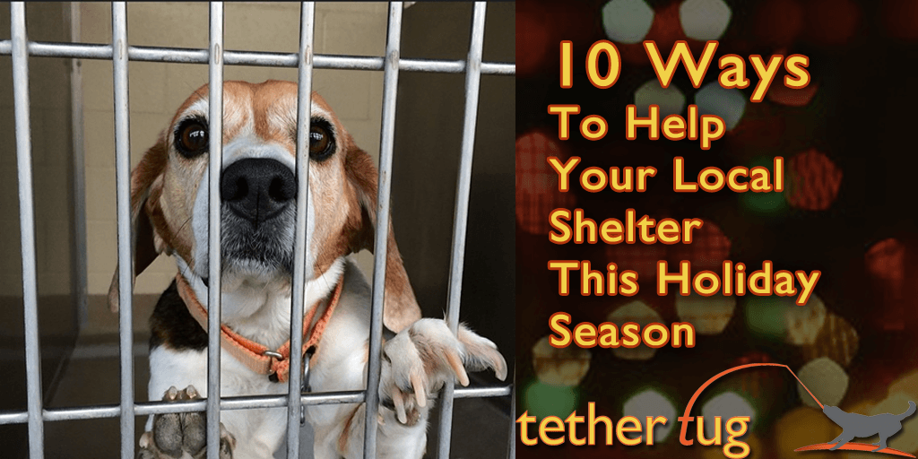 10 Ways To Help Your Local Shelter This Holiday Season - Tether Tug
