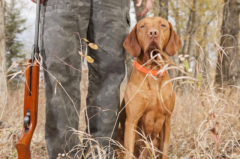 How to Keep Your Dog Safe on a Hunting Trip - Tether Tug