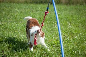 Tips on Choosing and Introducing a New Dog Toy - Tether Tug