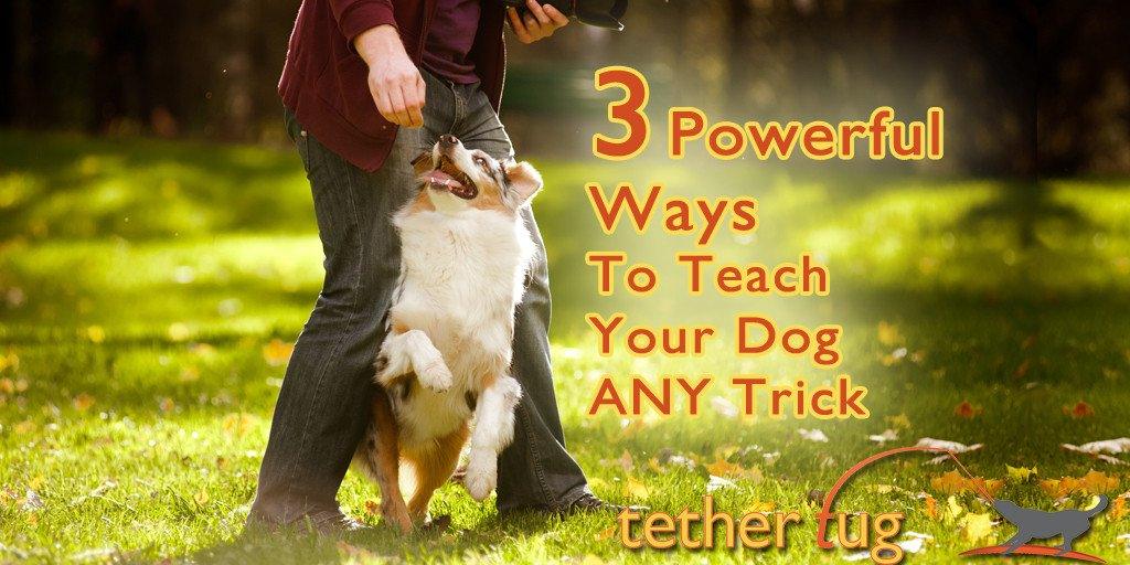 3 Powerful Ways To Teach Your Dog ANY Trick - Tether Tug