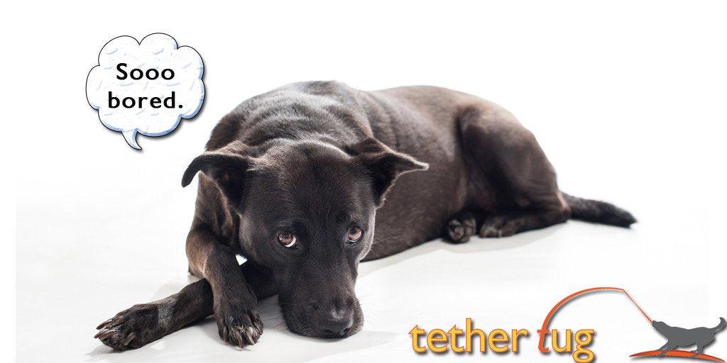 How To Save Your Dog From Boredom This Winter - Tether Tug