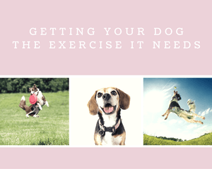 Getting Your Dog the Exercise It Needs - Tether Tug