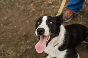 3 Tips to Manage a Dog with Endless Energy - Tether Tug