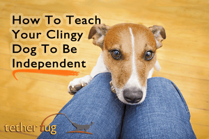 How To Teach Your Clingy Dog To Be Independent - Tether Tug