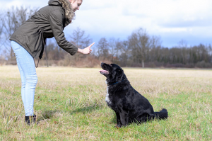 Basic Commands That Every Dog Should Know - Tether Tug
