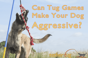 Can Tug Games Make Your Dog Aggressive? - Tether Tug