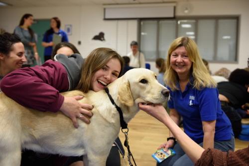 Puppy Rooms Are Transforming College Campuses During Finals Week - Tether Tug