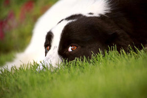 3 More Methods For Preventing Dog-Related Lawn Damage - Tether Tug