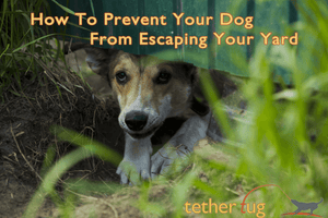 How To Prevent Your Dog From Escaping Your Yard - Tether Tug