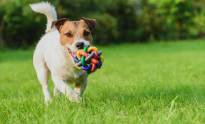 The Importance of Keeping Your Dog Healthy and Content - Tether Tug