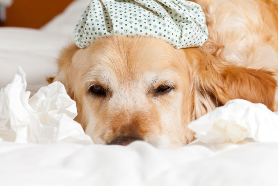 Can Dogs Get the Flu, Too? - Tether Tug