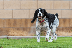 How To Prep Your Yard For An Active Dog - Tether Tug