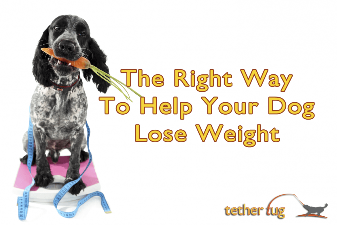The Right Way To Help Your Dog Lose Weight - Tether Tug
