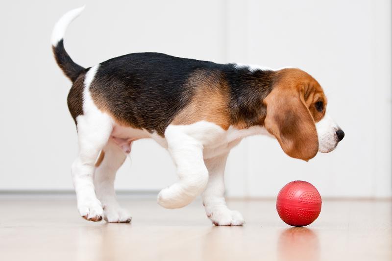 3 Tips for Helping Keep Your Dog Active When You're Unable To - Tether Tug