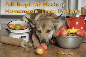 Your Dog Will Love These Fall-Inspired Healthy Homemade Treat Recipes - Tether Tug