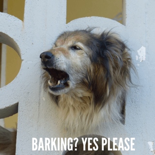 How to Talk to Your Dog About Inappropriate Dog Barking - Tether Tug