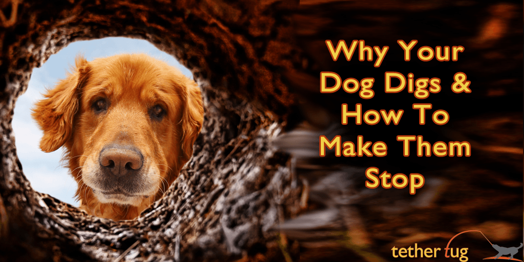 Why Your Dog Digs In Your Yard – Pain-Free Ways To Make Them Stop - Tether Tug