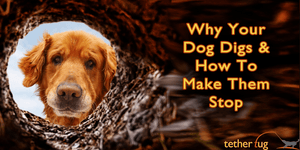 How to Stop Dog Digging Yard: Effective Tips to Save Your Lawn