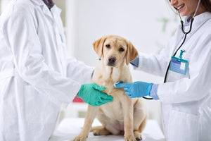 How Can I Build a Positive Relationship Between My Dog and the Vet? - Tether Tug