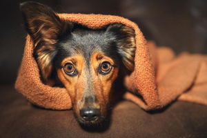 How to Help Your Dog Deal with Anxiety - Tether Tug