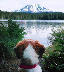 17 Pictures That Prove The Pacific NW Is Heaven On Earth For Dogs - Tether Tug