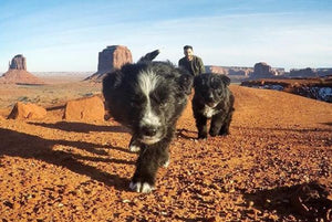 Puppies Rescued From Desert are Now Living Their Best Life as Instagram Superstars - Tether Tug