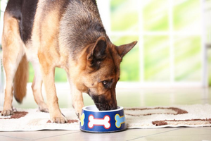 What Are the Requirements for Dog Food, Supplements, and Medications? - Tether Tug