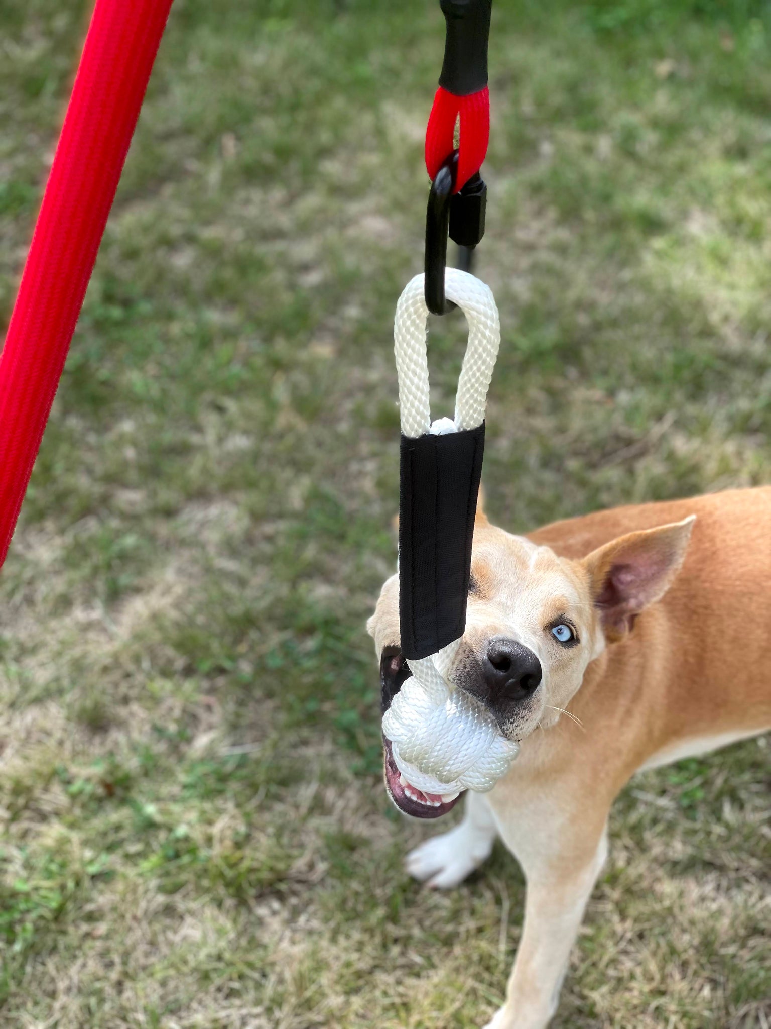 Outdoor Tether Tug Toy for Large Dogs