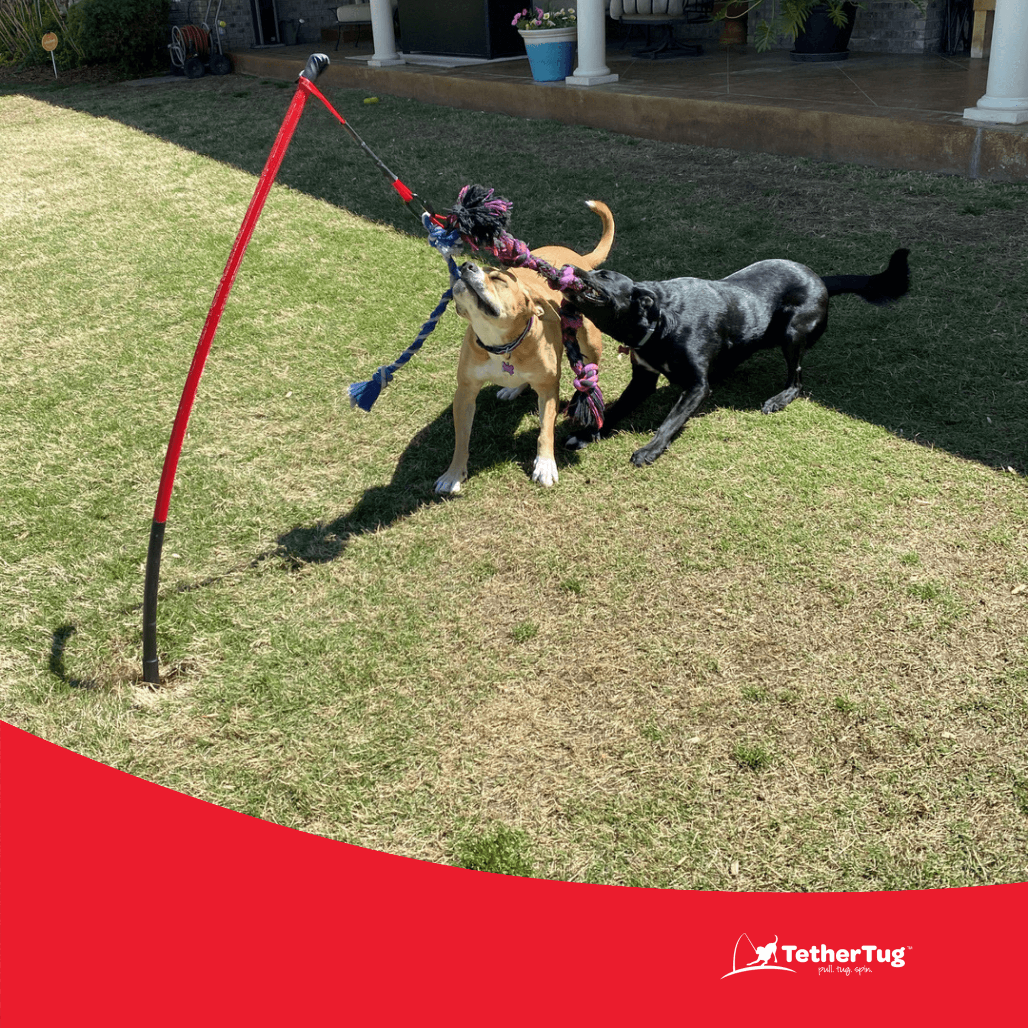 Tether tug large dog best sale