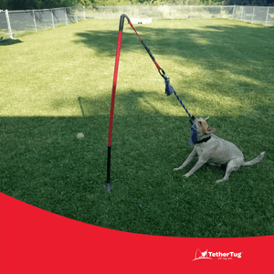 BIG Tether Tug Kit for Dogs 70 lbs or More - Tether Tug