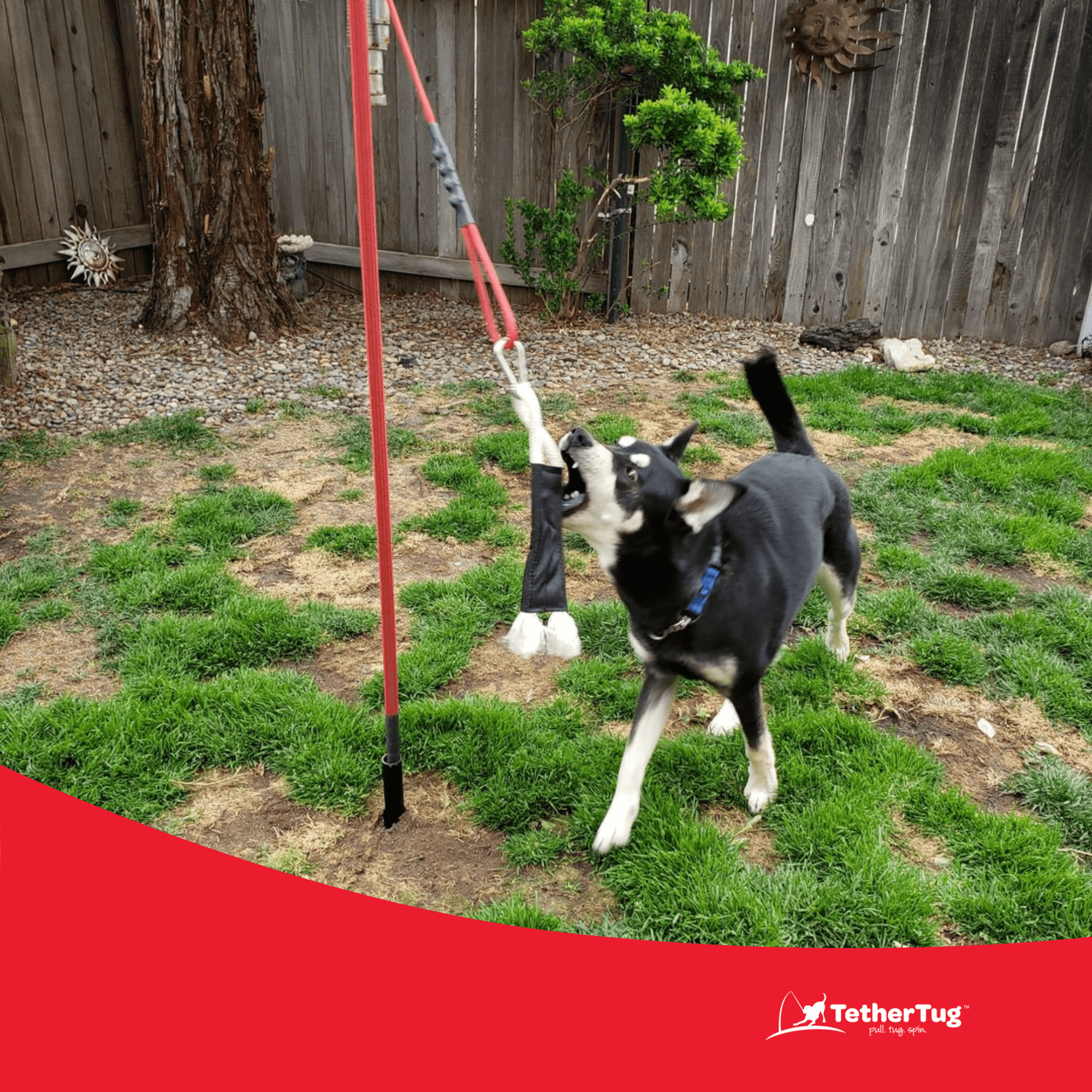 Kelbuna tether tug outdoor dog toy, spring pole for dogs. Great