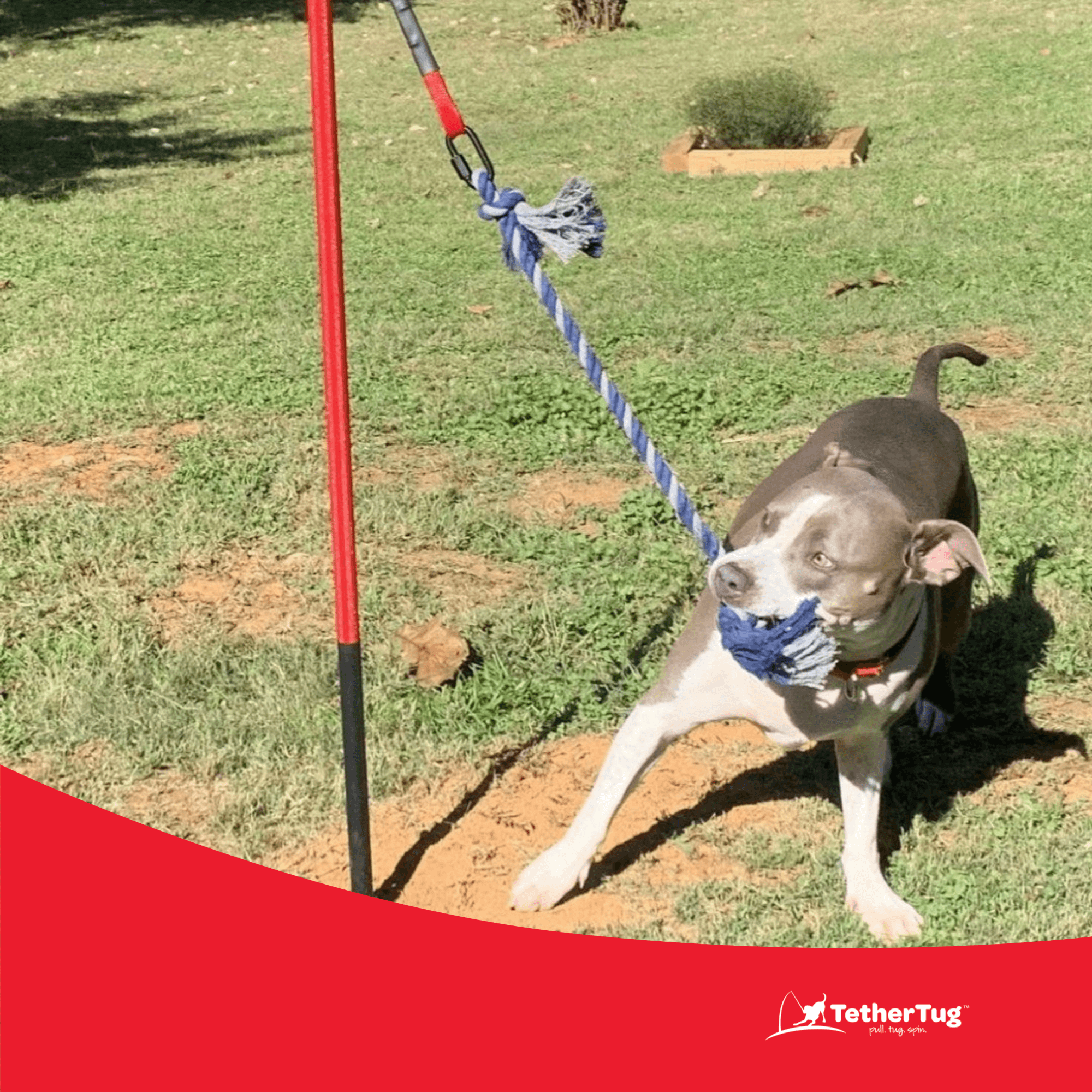 Buy Kelbuna Tether tug Outdoor Dog Toy, Spring Pole for Dogs. Great Flirt  Pole for Dogs Heavy Duty, Spring Pole for Pitbull/Dog tug Toy - Stainless  Steel Spring, swivels, Carabiner & Bonus