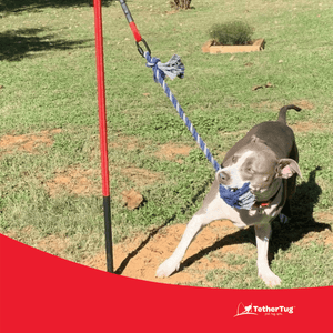 Tether tug toy outlet