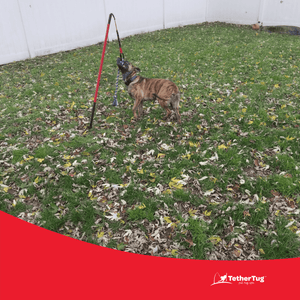 Outdoor Tether Tug Toy for Large Dogs