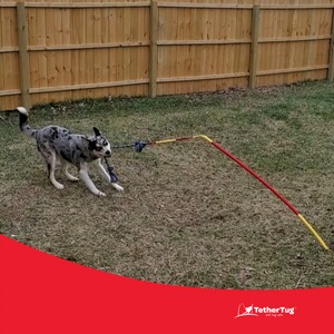 Medium Tether Tug Outdoor Dog Tug Toy for under 70 lb. Dogs
