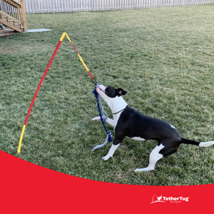 Diy dog top tether tug