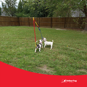 Interactive Tug Toy for Dogs Outdoor Dog Toy Tether Tug