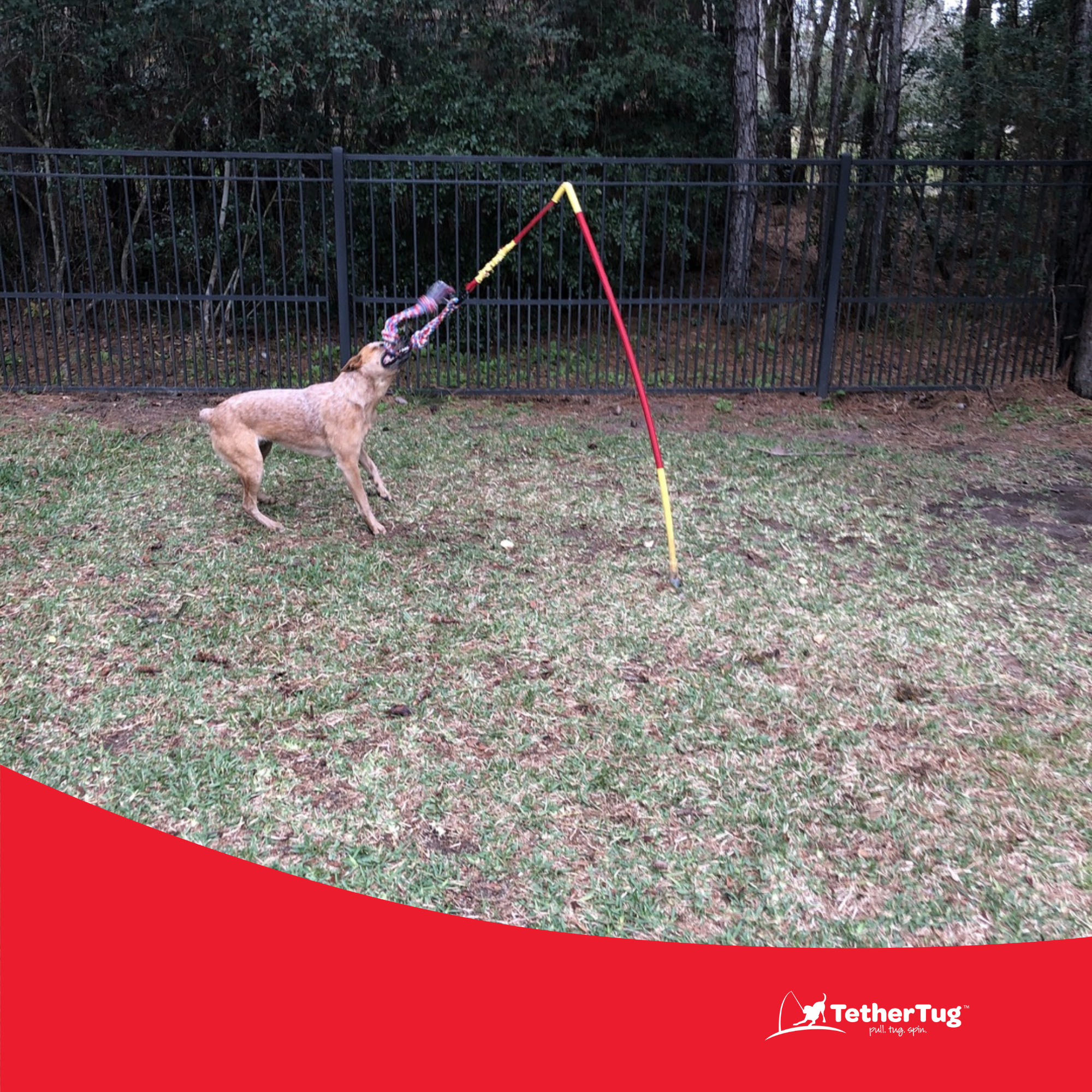 Tether ball dog toy best sale