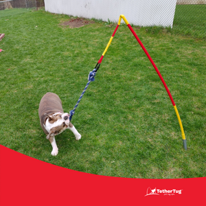 Dog toys top for backyard