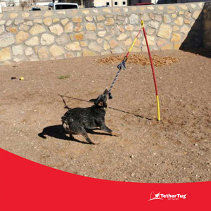 Tether tug sales dog toy uk